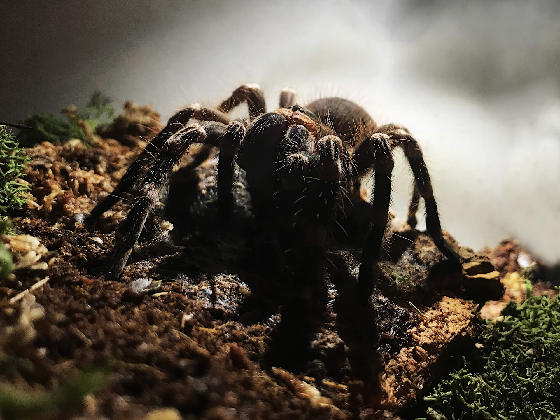 FLUFFY - Brazilian whiteknee tarantula - Acanthoscurria geniculata / photo: Jackie Branc