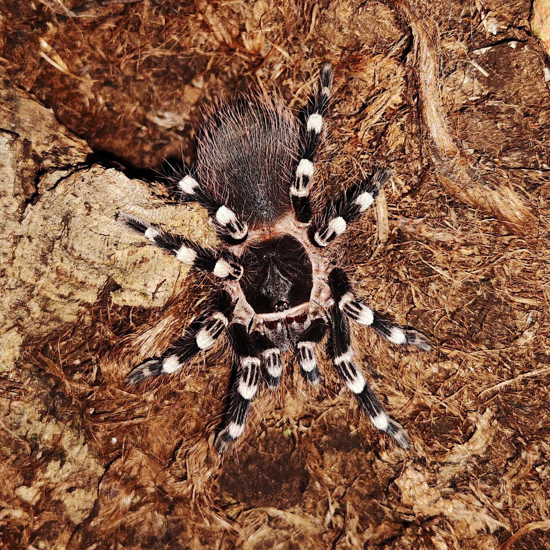 FLUFFY - Brazilian whiteknee tarantula - Acanthoscurria geniculata / photo: Jackie Branc