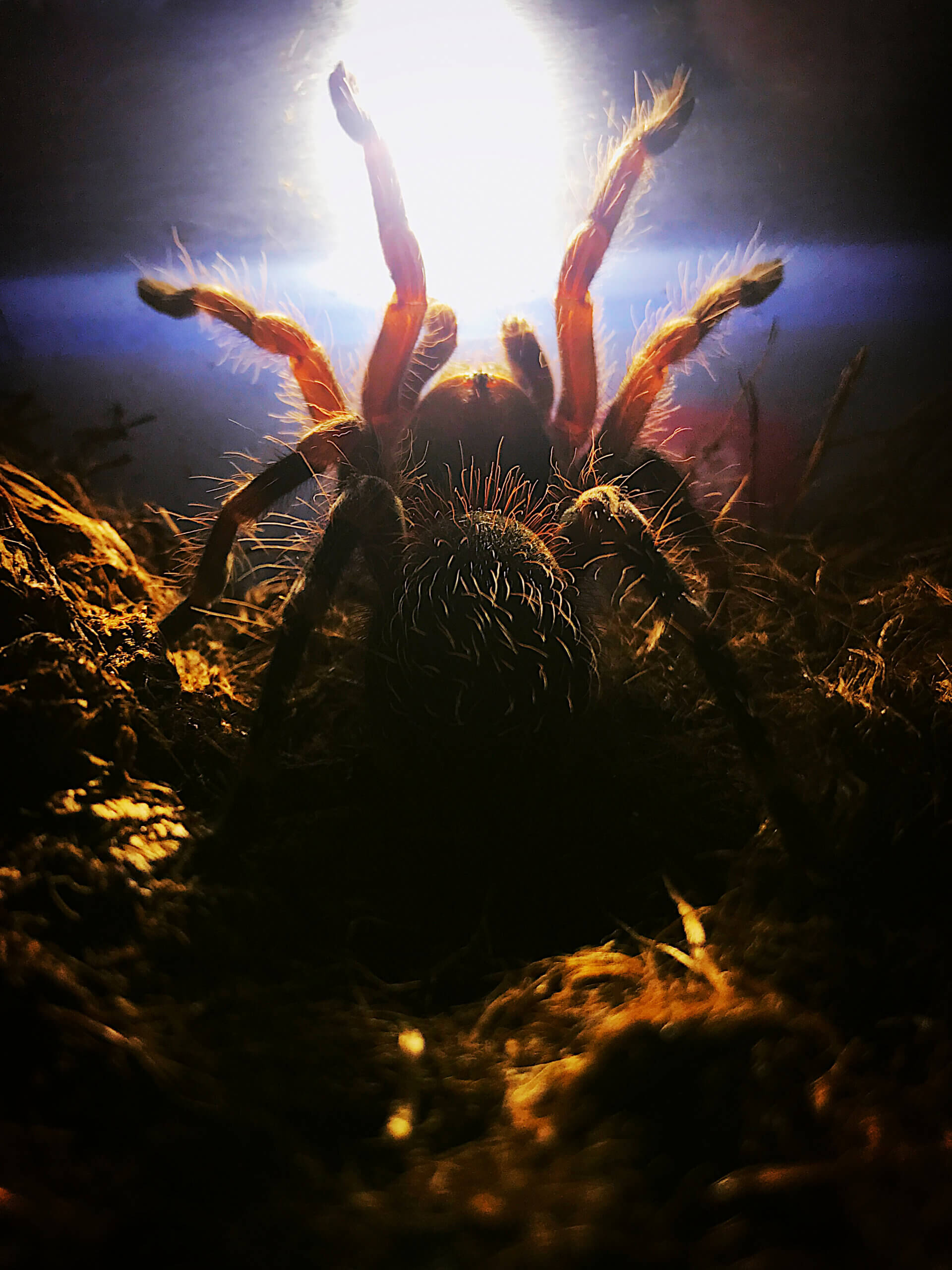 FLUFFY - Brazilian whiteknee tarantula - Acanthoscurria geniculata / photo: Jackie Branc