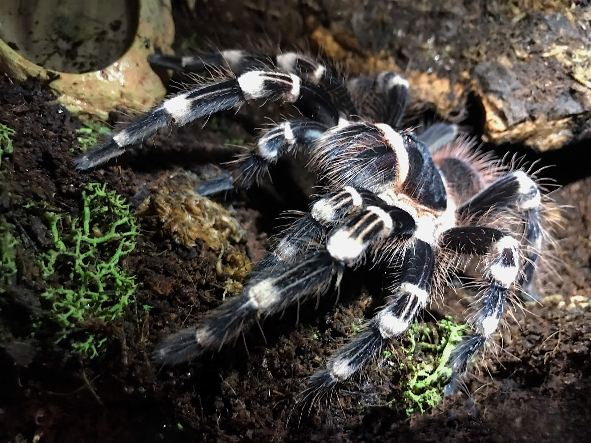 FLUFFY - Brazilian whiteknee tarantula - Acanthoscurria geniculata / photo: Jackie Branc