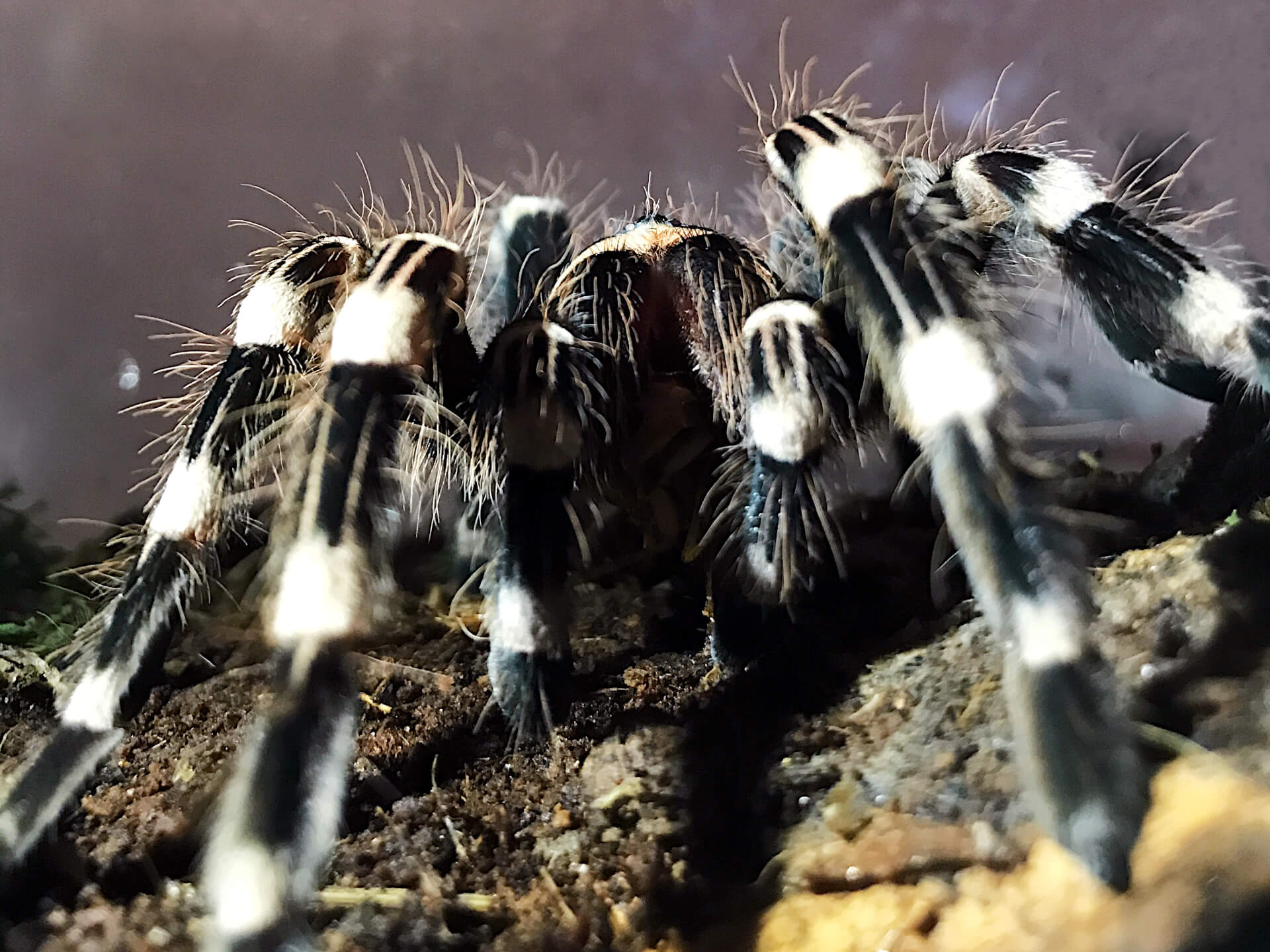 FLUFFY - Brazilian whiteknee tarantula - Acanthoscurria geniculata / photo: Jackie Branc