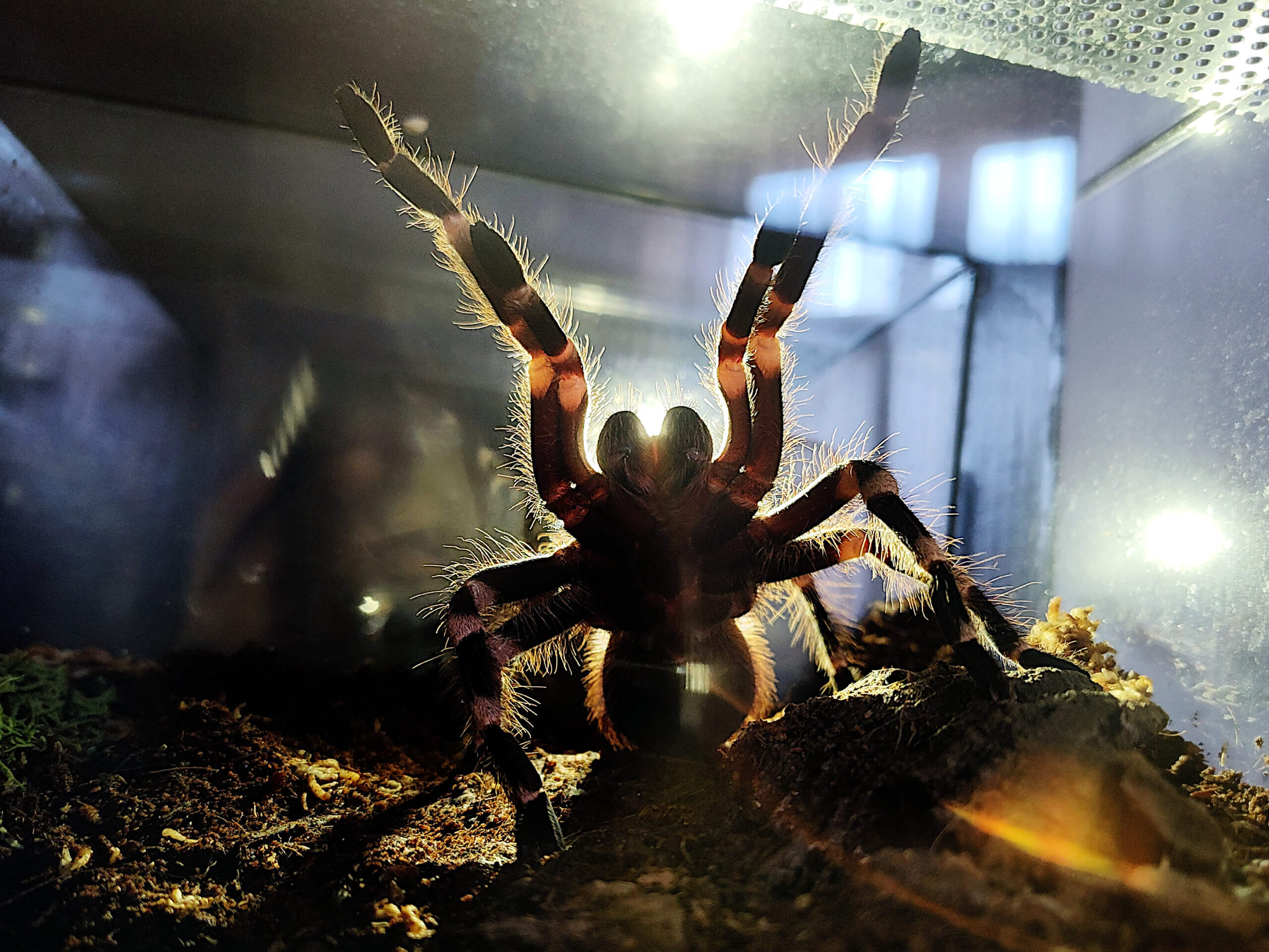 FLUFFY - Brazilian whiteknee tarantula - Acanthoscurria geniculata / photo: Jackie Branc