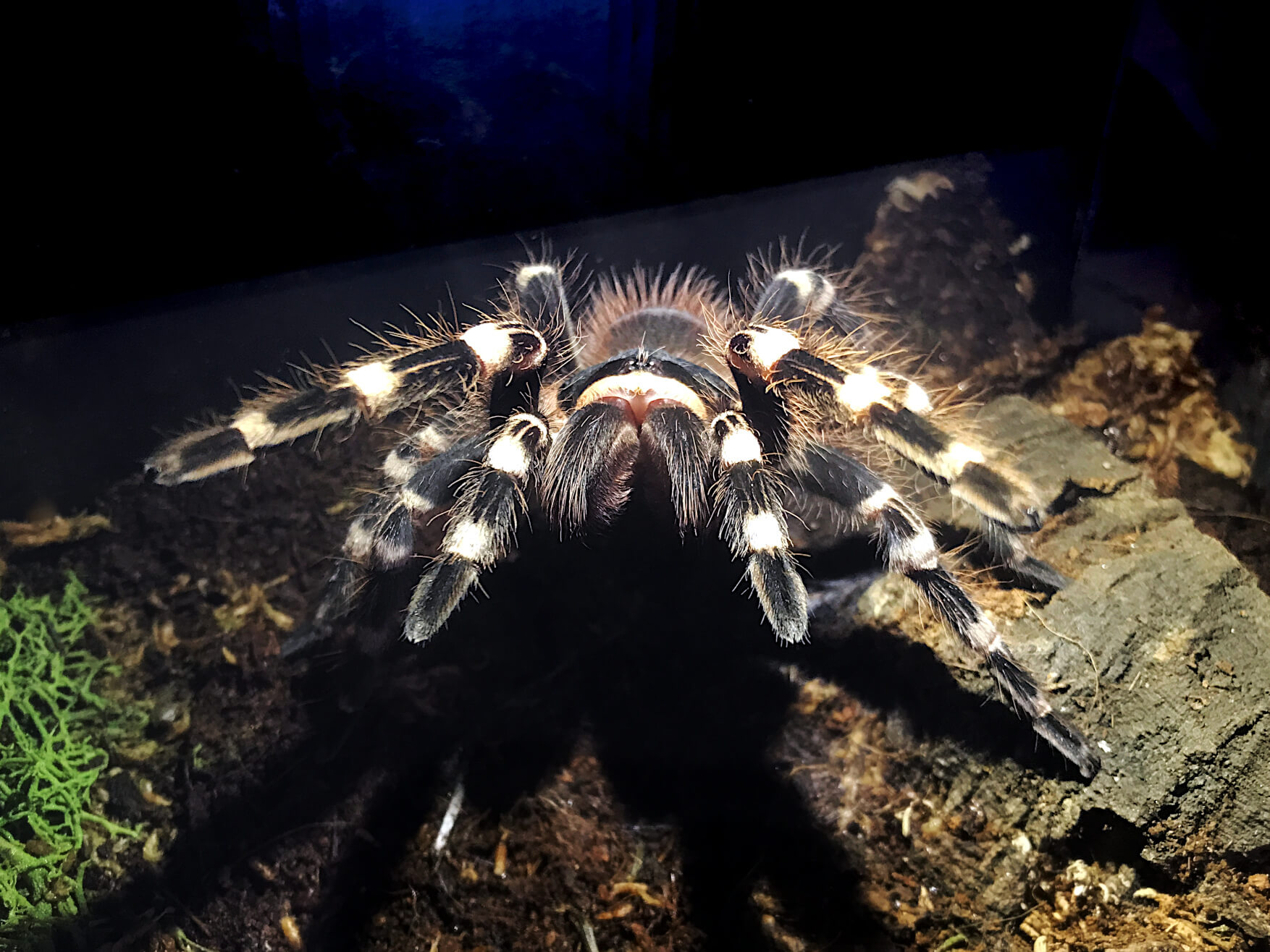 FLUFFY - Brazilian whiteknee tarantula - Acanthoscurria geniculata / photo: Jackie Branc