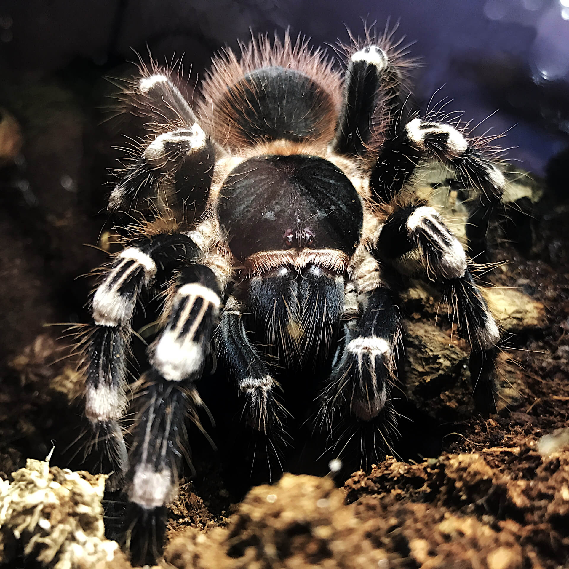 Brazilian whiteknee tarantula (Acanthoscurria geniculata)