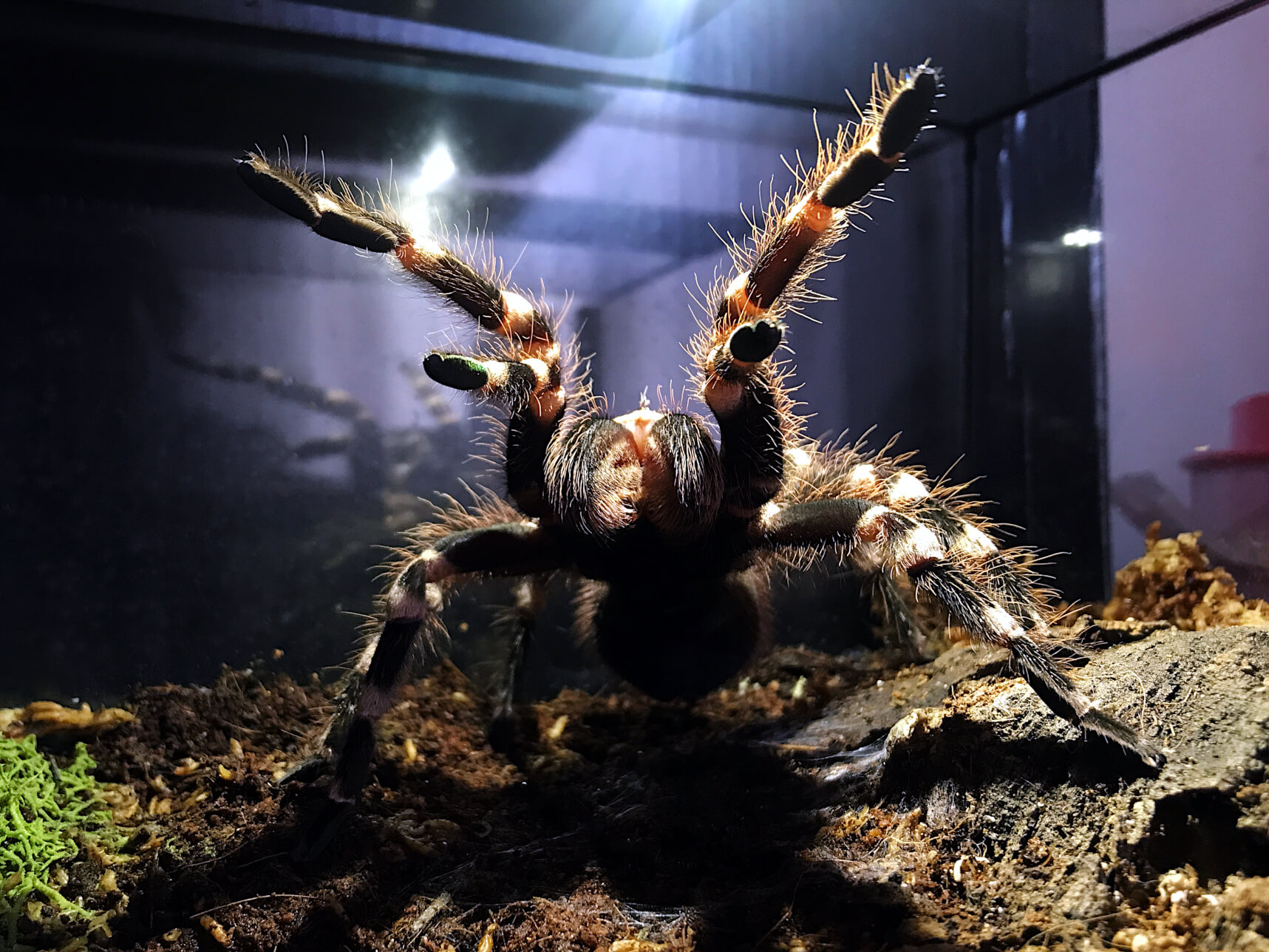 FLUFFY - Brazilian whiteknee tarantula - Acanthoscurria geniculata / photo: Jackie Branc