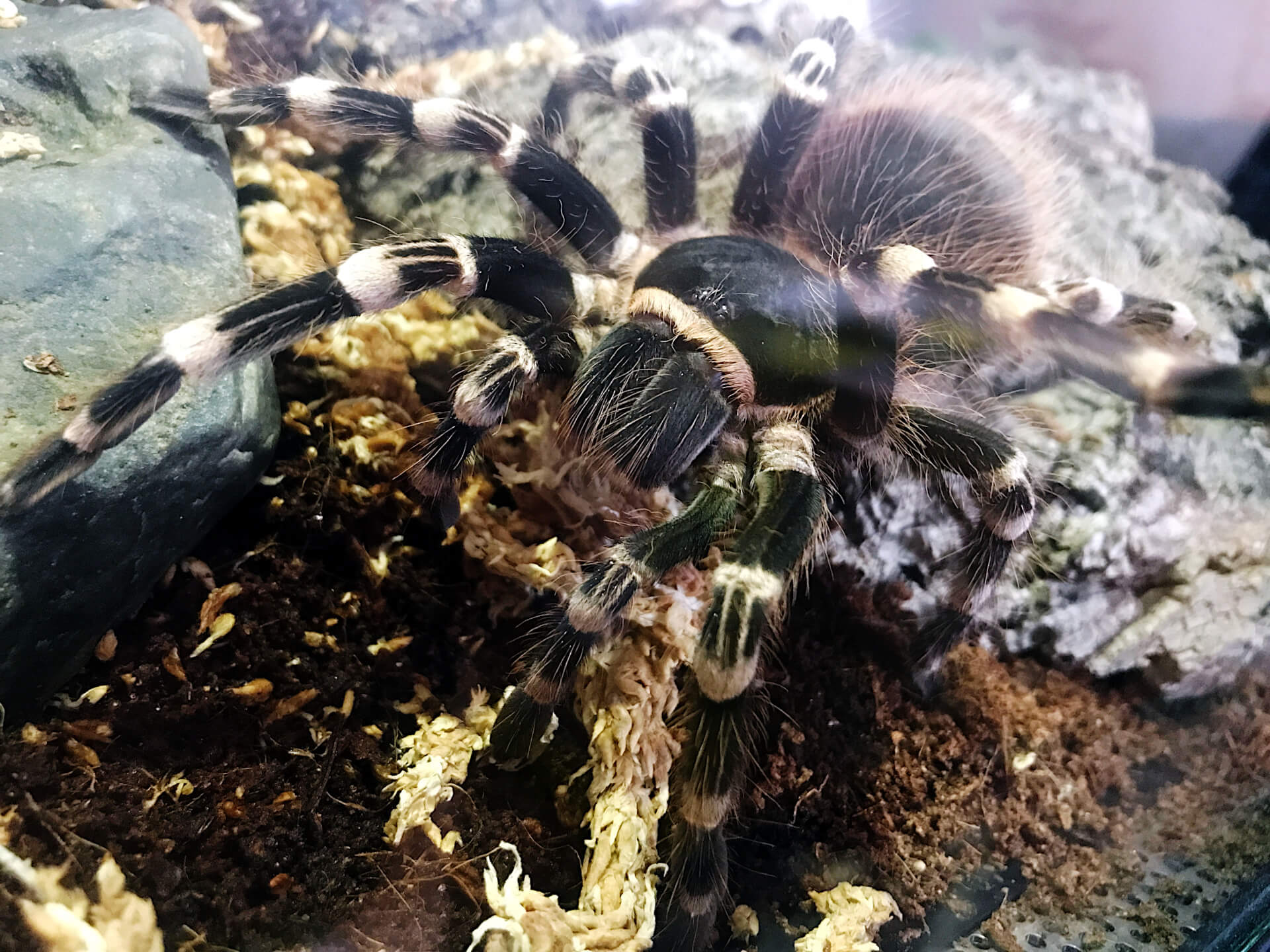 FLUFFY - Brazilian whiteknee tarantula - Acanthoscurria geniculata / photo: Jackie Branc