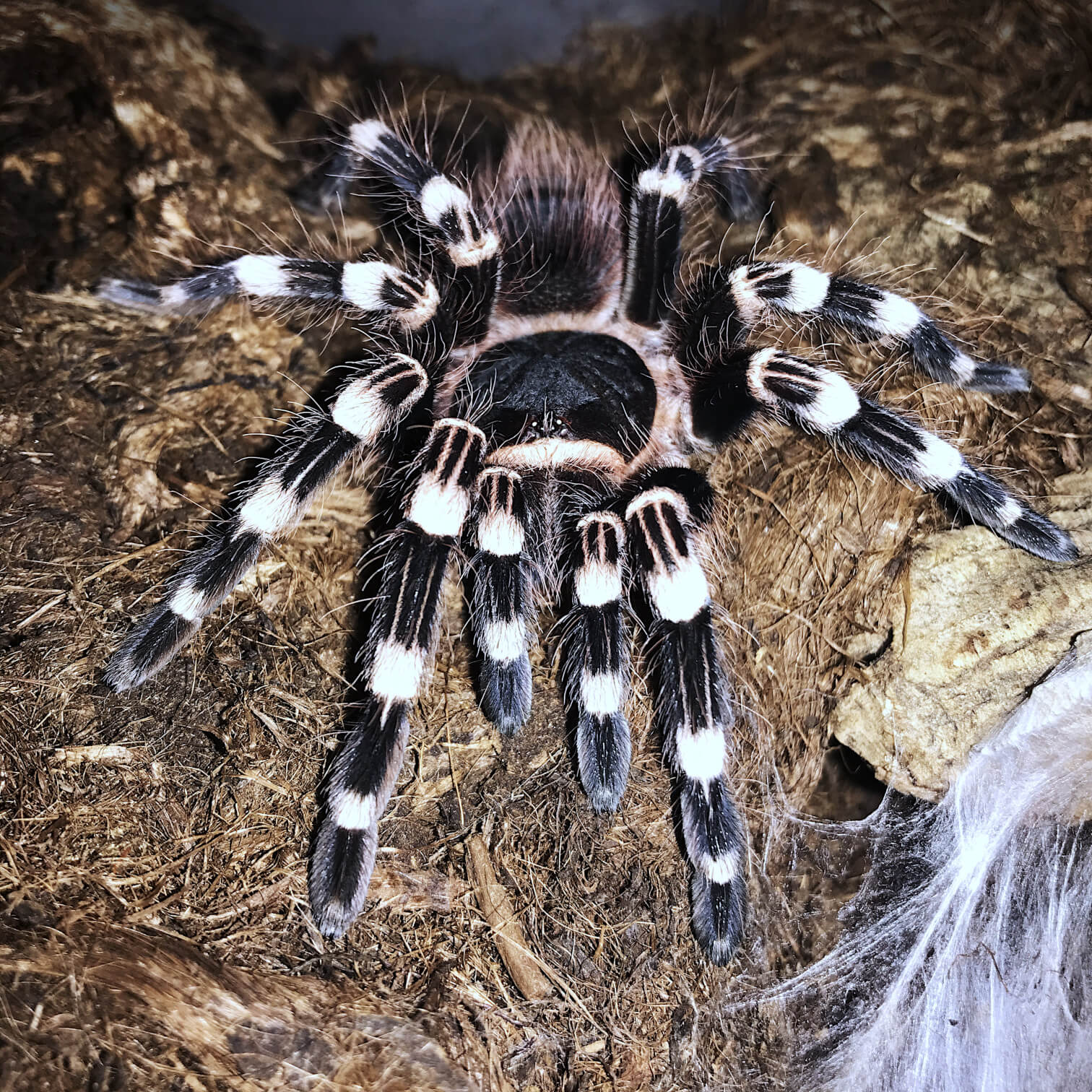 FLUFFY - Brazilian whiteknee tarantula - Acanthoscurria geniculata / photo: Jackie Branc