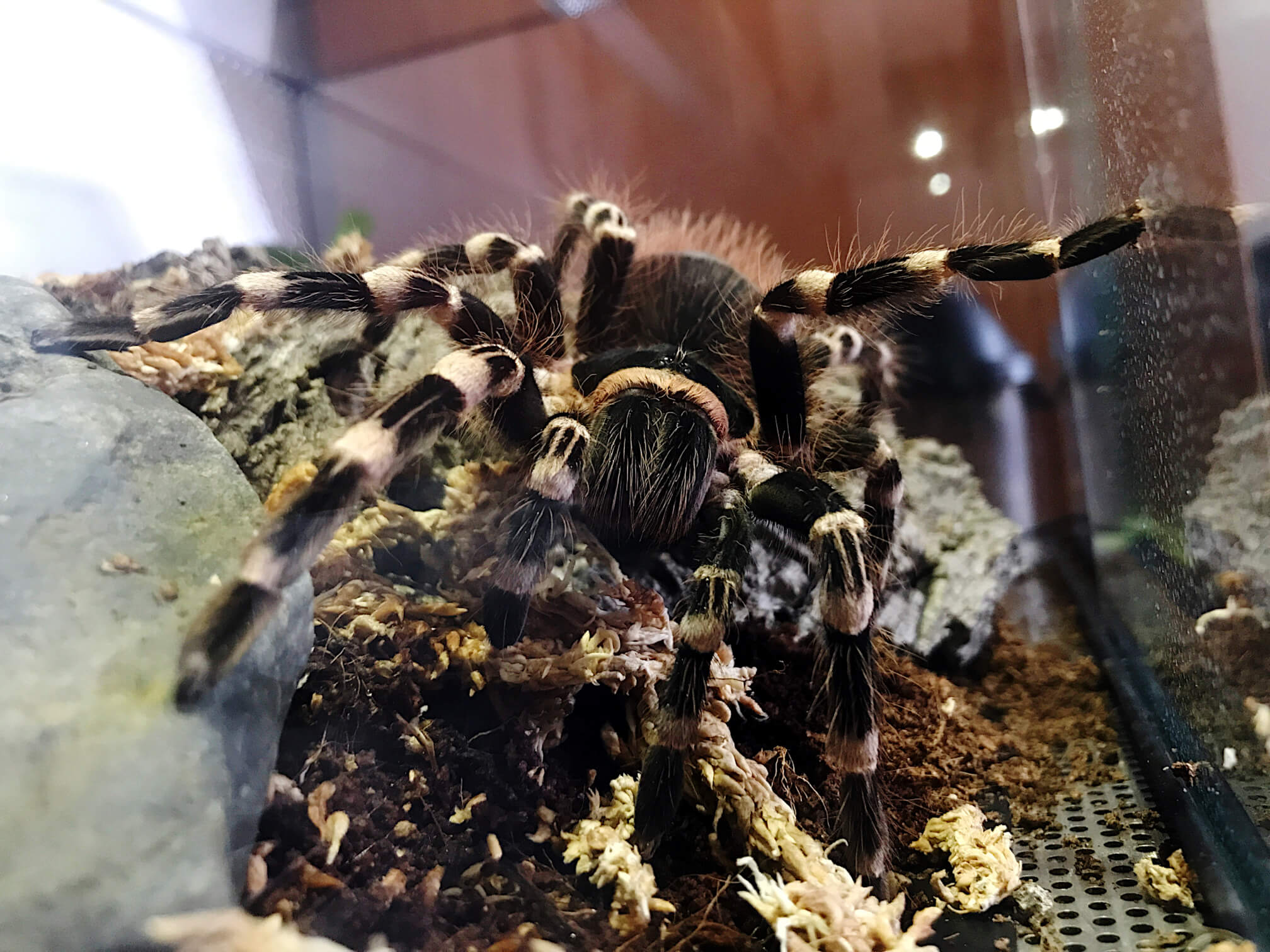 FLUFFY - Brazilian whiteknee tarantula - Acanthoscurria geniculata / photo: Jackie Branc