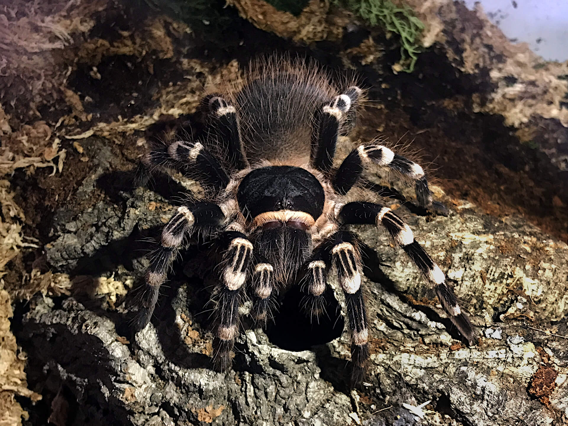 FLUFFY - Brazilian whiteknee tarantula - Acanthoscurria geniculata / photo: Jackie Branc